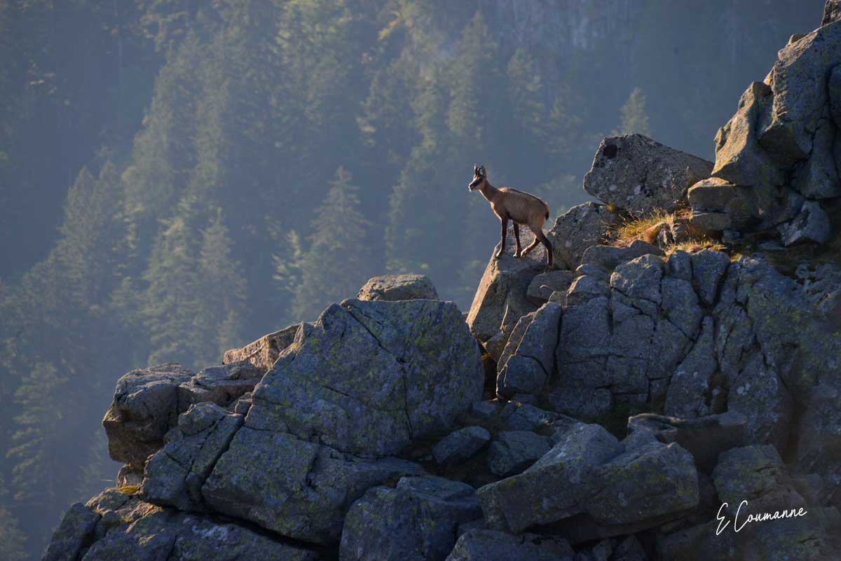 chamois en Retour haut